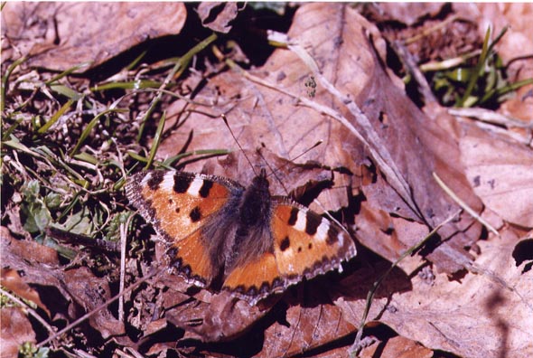 Farfalle diurne di primavera